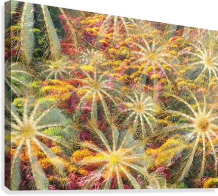 Joyful Spiders Canvas Print