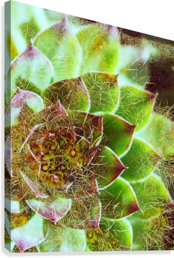 Prickly Pete Canvas Print