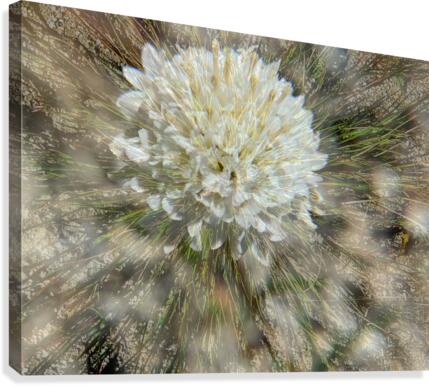 Desert Puff Canvas Print