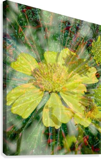 Lemon Shine Canvas Print