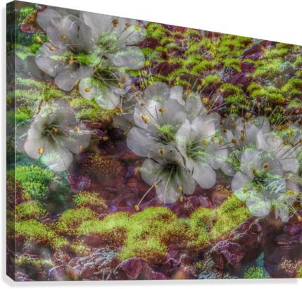 Floating Along Canvas Print