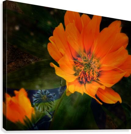 Awake Canvas Print