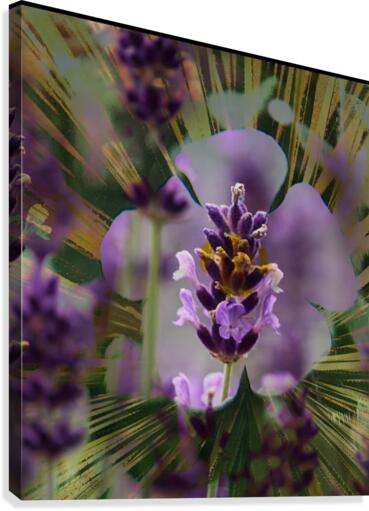 Violet Explosion Canvas Print