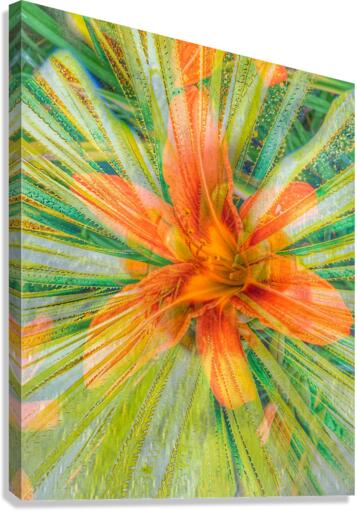 Orange Surprise Canvas Print