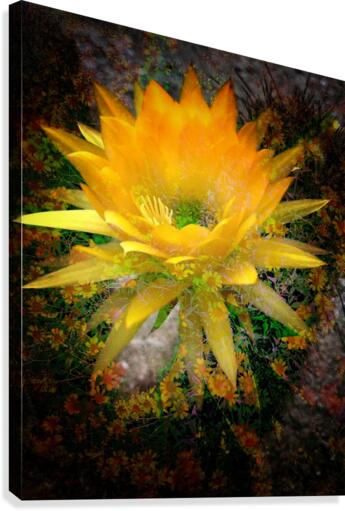 Sunshine Canvas Print