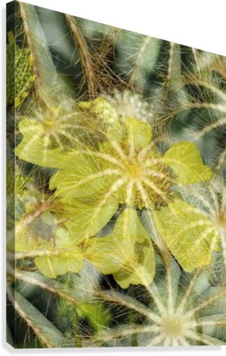 Lemon Spider Canvas Print