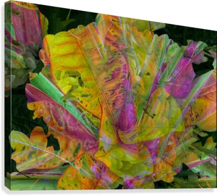 Amazing Cabbage Canvas Print