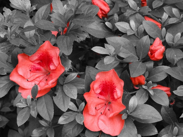 Ruby Zalia Print