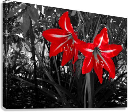 Dos Canvas Print