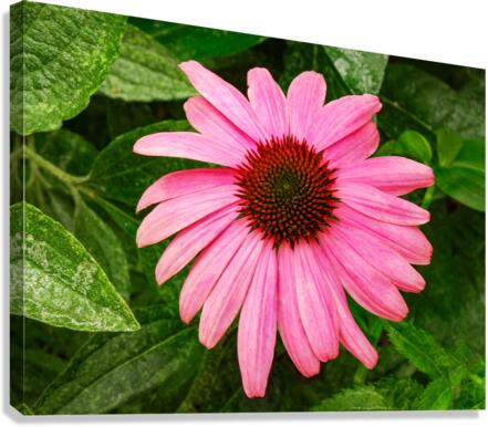 La Rosada Canvas Print