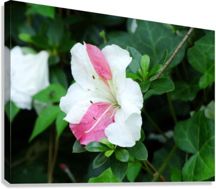 Poise Canvas Print