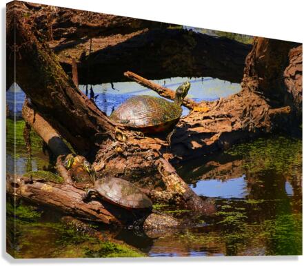 Vogue Canvas Print
