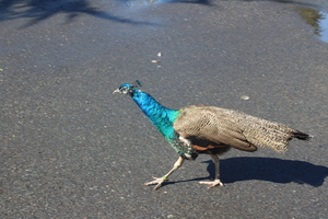 IMG 3665