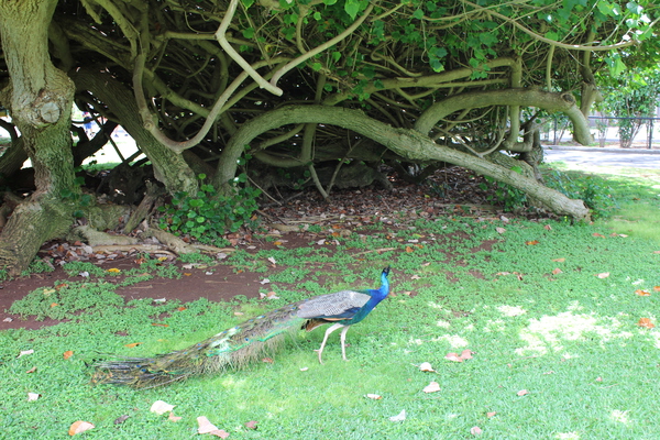 IMG 0768 Print