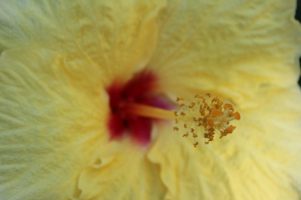 IMG 0883 Print