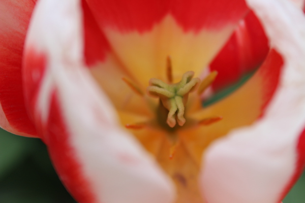 IMG 1172 Print