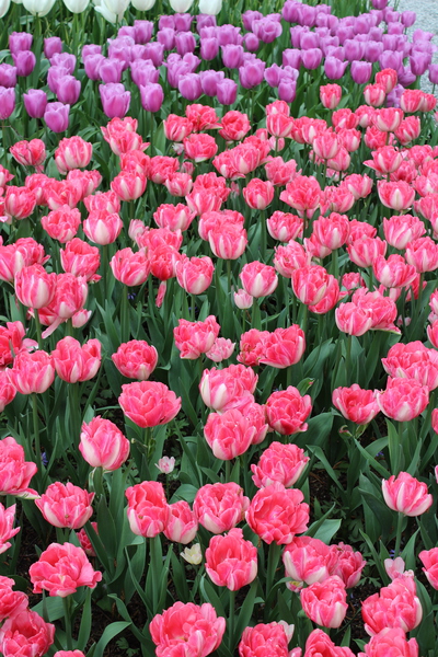 IMG 1253 Print