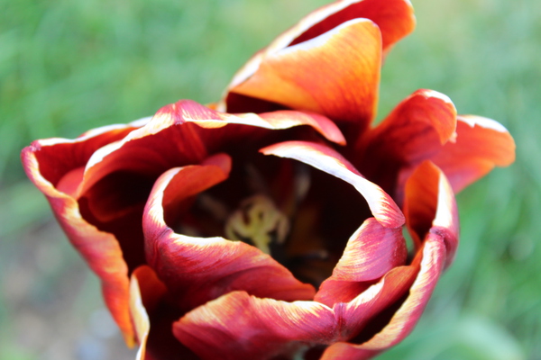 IMG 1434 Print