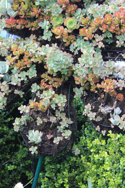 IMG 3643 Print