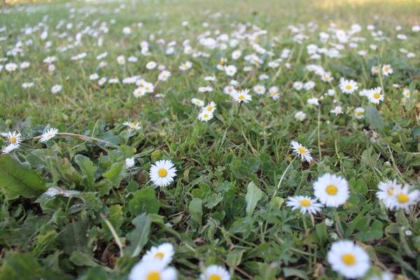 IMG 3993 Print