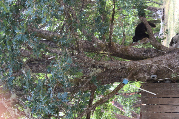 IMG 4192 Print