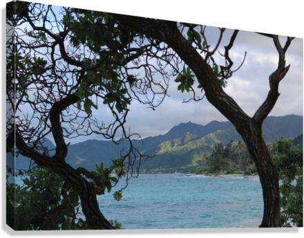 IMG 0574 Canvas Print