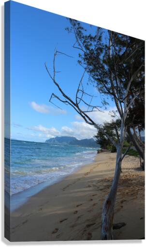 IMG 0541 Canvas Print