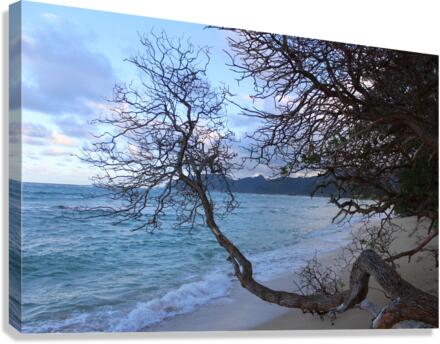 IMG 0585 Canvas Print