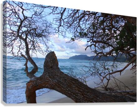IMG 0584 Canvas Print