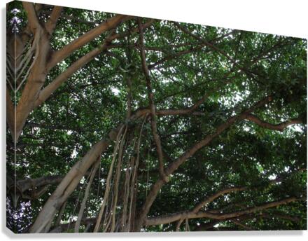 IMG 0671 Canvas Print