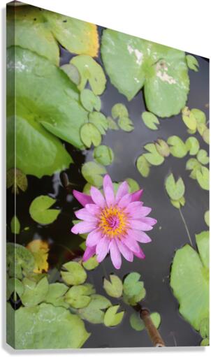 IMG 0679 Canvas Print