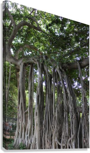 IMG 0796 Canvas Print