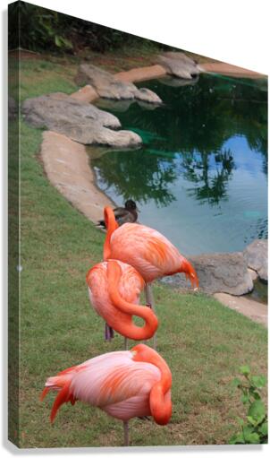 IMG 0702 Canvas Print