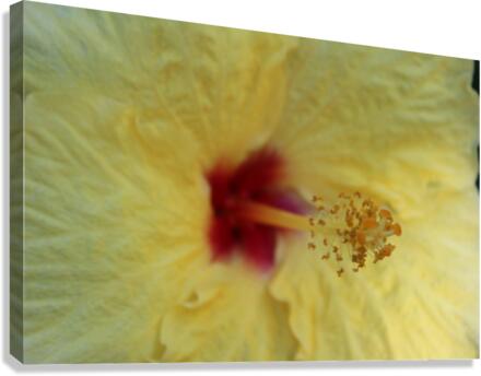 IMG 0883 Canvas Print