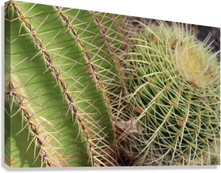 IMG 0895 Canvas Print