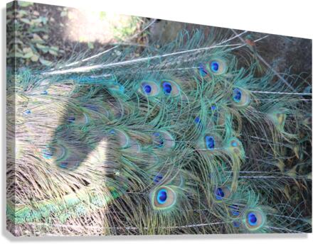 IMG 0874 Canvas Print