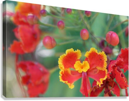 IMG 0832 Canvas Print