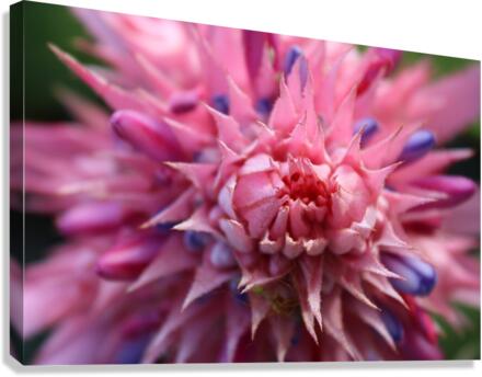 IMG 0898 Canvas Print