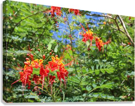 IMG 0824 Canvas Print