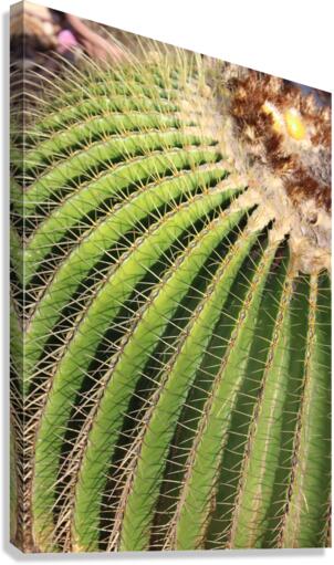IMG 0894 Canvas Print