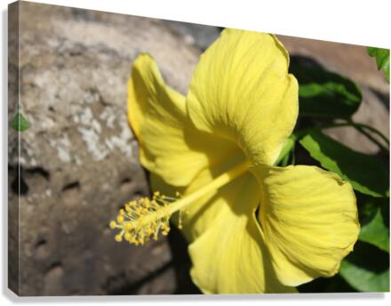 IMG 0953 Canvas Print