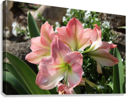 IMG 0903 Canvas Print