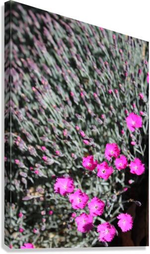 IMG 1081 Canvas Print