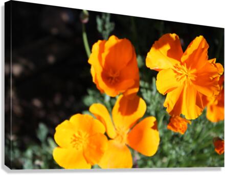 IMG 1078 Canvas Print