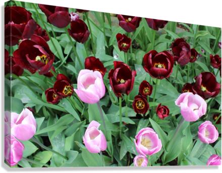 IMG 1199 Canvas Print