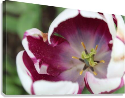 IMG 1148 Canvas Print