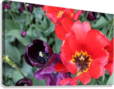 IMG 1166 Canvas Print