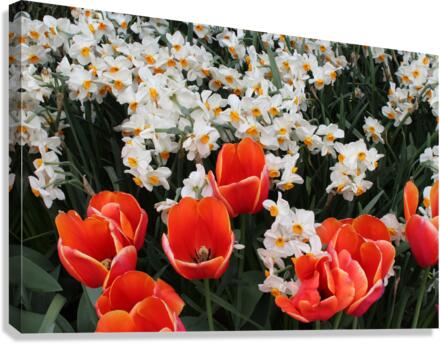 IMG 1173 Canvas Print