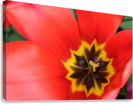IMG 1141 Canvas Print