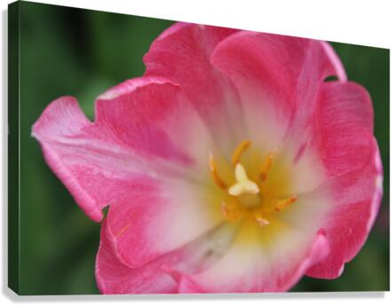 IMG 1153 Canvas Print